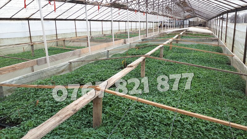 Rasaduri de rosii pentru solar si camp. Rasad legume ardei castraveti 2026