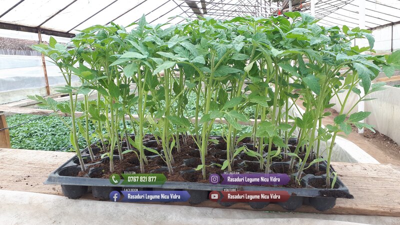 Rasaduri de rosii pentru solar si camp. Rasad legume ardei castraveti 2026