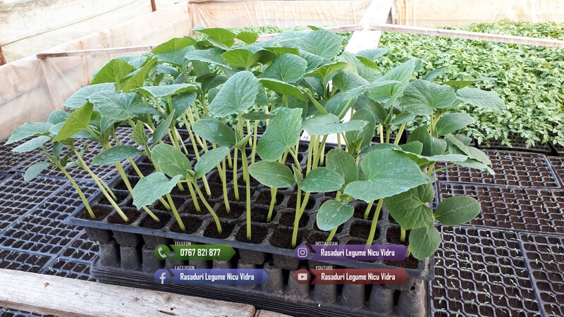 Rasaduri de rosii pentru solar si camp. Rasad legume ardei castraveti 2026