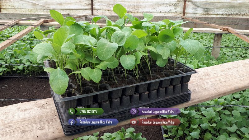 Rasaduri de rosii pentru solar si camp. Rasad legume ardei castraveti 2026