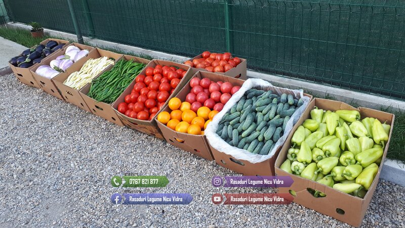 Rasaduri de rosii pentru solar si camp. Rasad legume ardei castraveti 2026