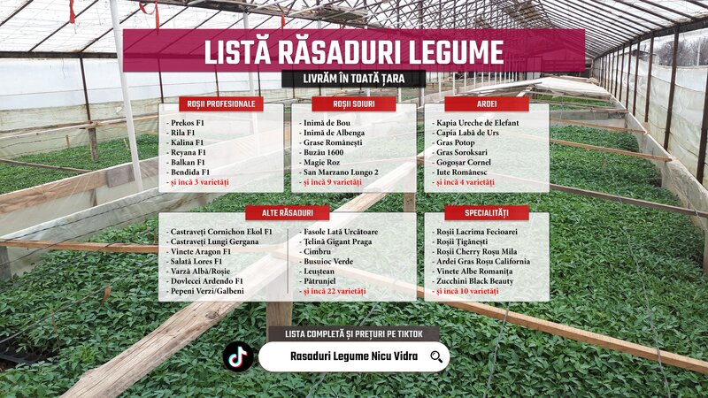 Rasaduri de rosii pentru solar si camp. Rasad legume ardei castraveti 2026
