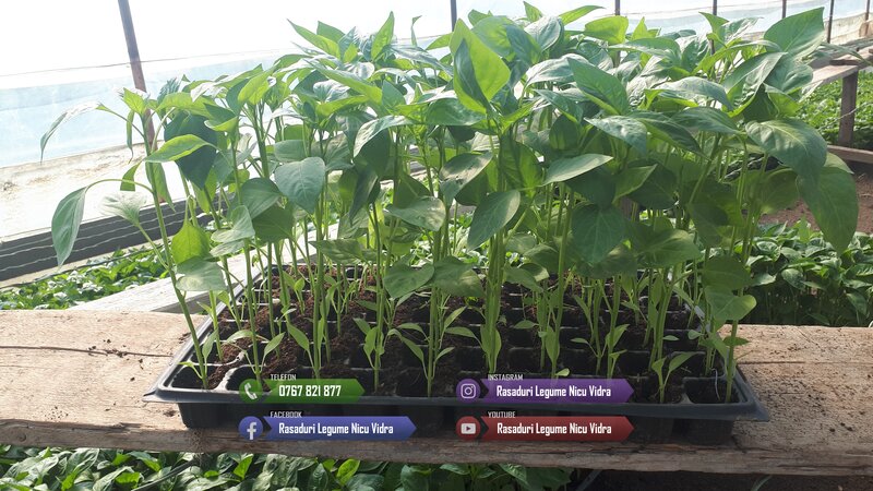 Rasaduri de rosii pentru solar si camp. Rasad legume ardei castraveti 2026