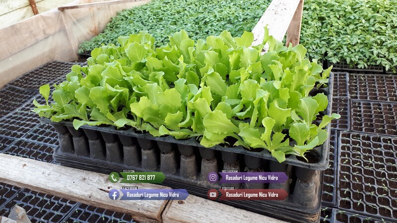 Rasaduri de rosii pentru solar si camp. Rasad legume ardei castraveti 2026