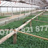 Rasaduri de rosii pentru solar si camp. Rasad legume ardei castraveti 2026